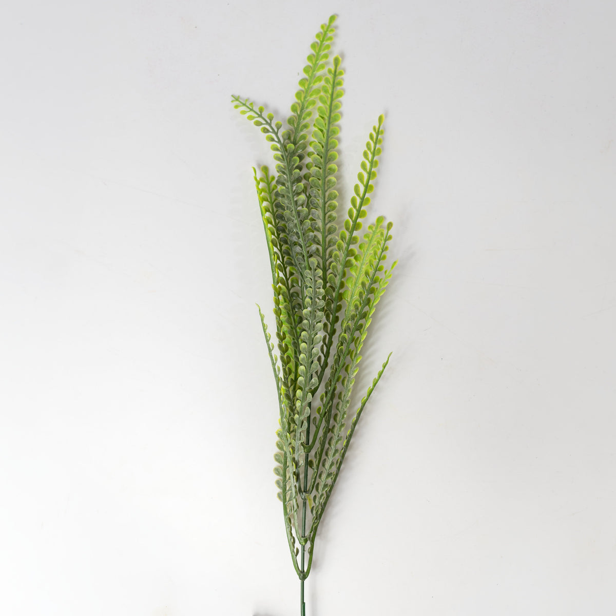 19" Button Fern Leaf Bush: Variegated Green detail photo 4