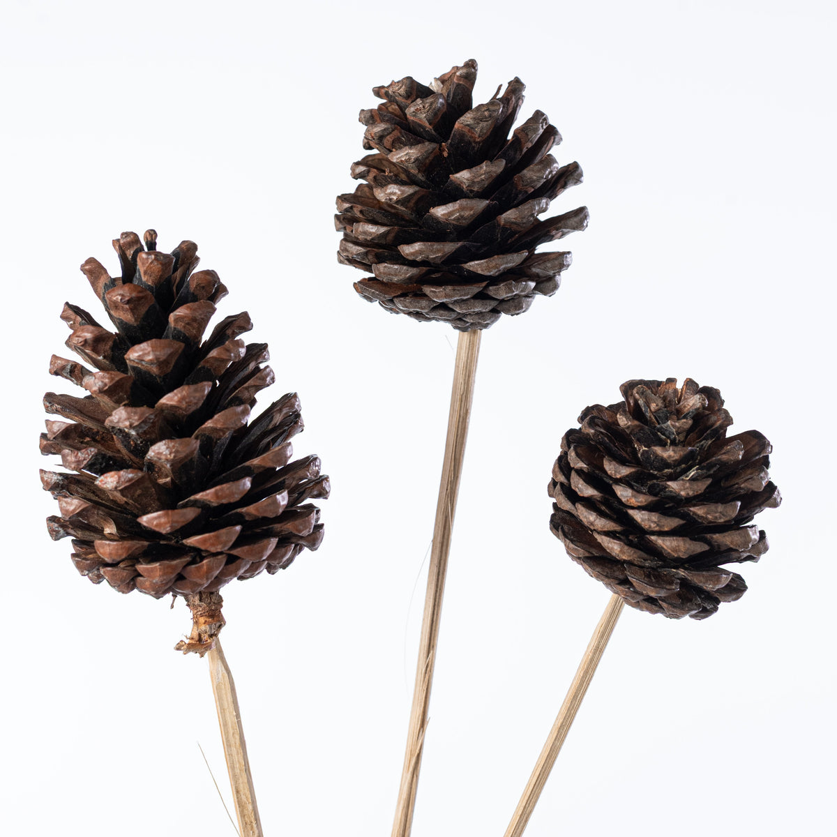 21" Medium Pinecones on Bamboo Picks (Pack of 10) Lifestyle Photo