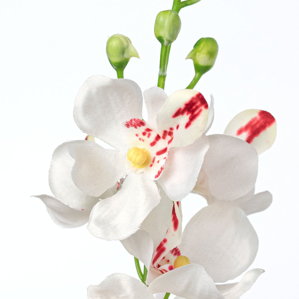 22" Mokara Orchid Stem: Cream White Lifestyle Photo
