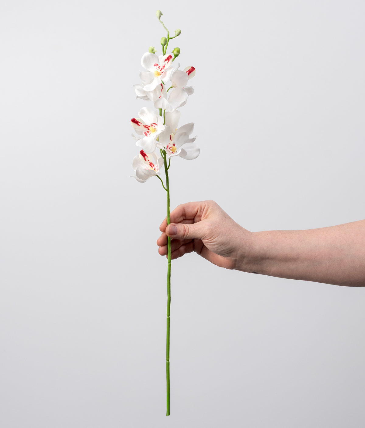 22" Mokara Orchid Stem: Cream White detail photo 3