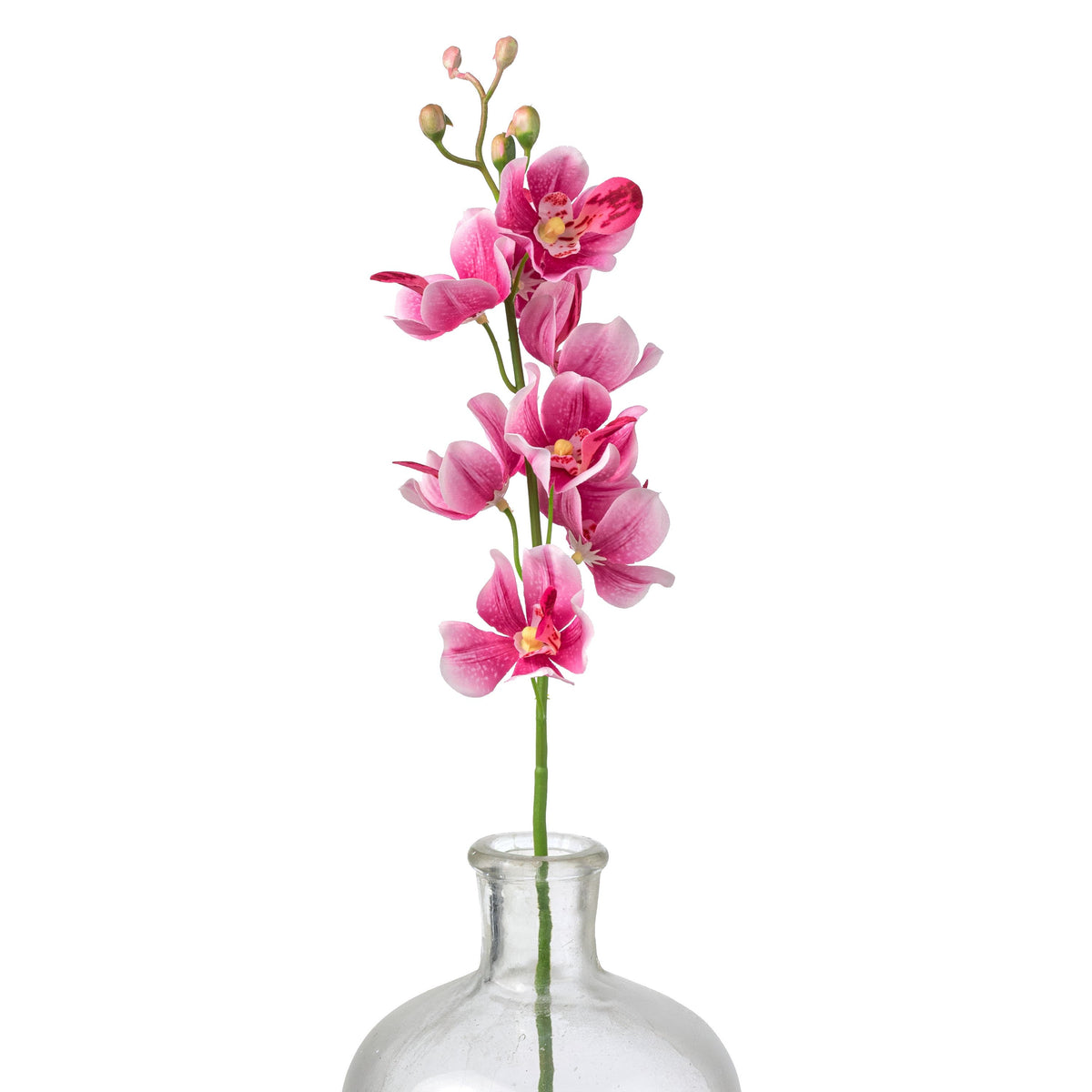 22" Mokara Orchid Stem: Fuchsia Pink Item Number: 64051BT