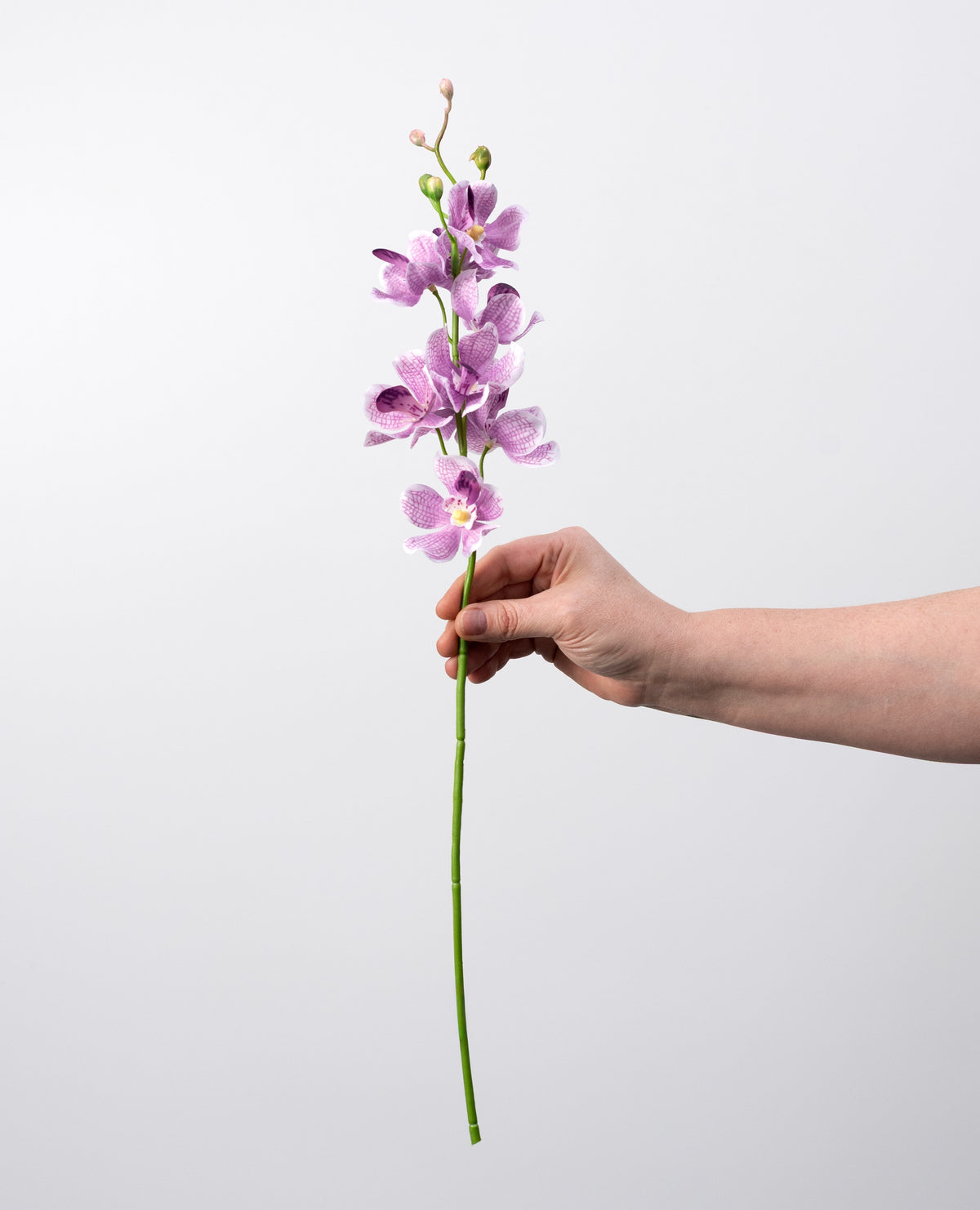 22" Mokara Orchid Stem: Purple detail photo 3