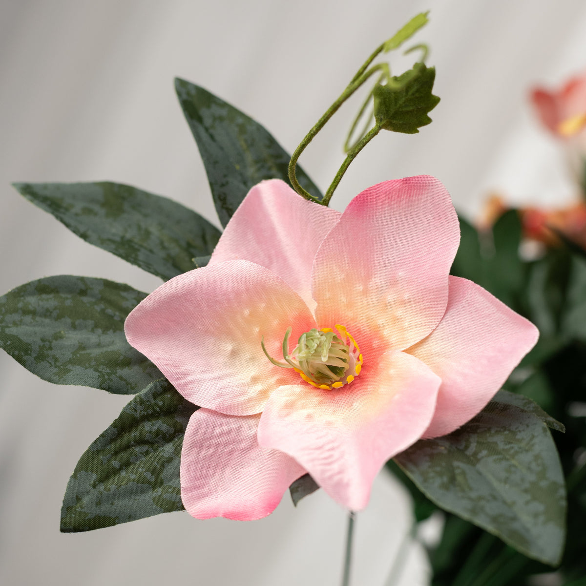 24" Dahlia Rose Magnolia Bush: Coral (24 Stem) Lifestyle Photo