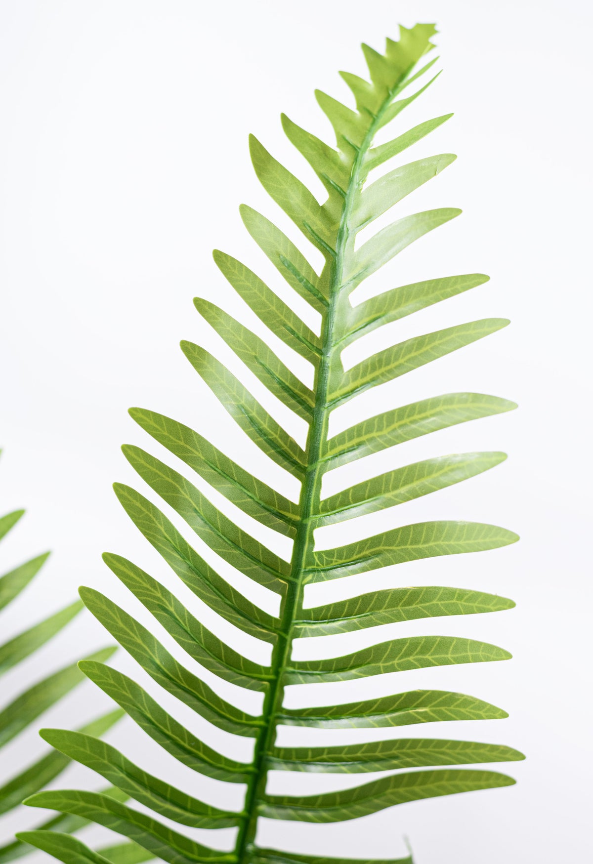 25" Faux Fern Bush: Green (5 Stem) detail photo 4