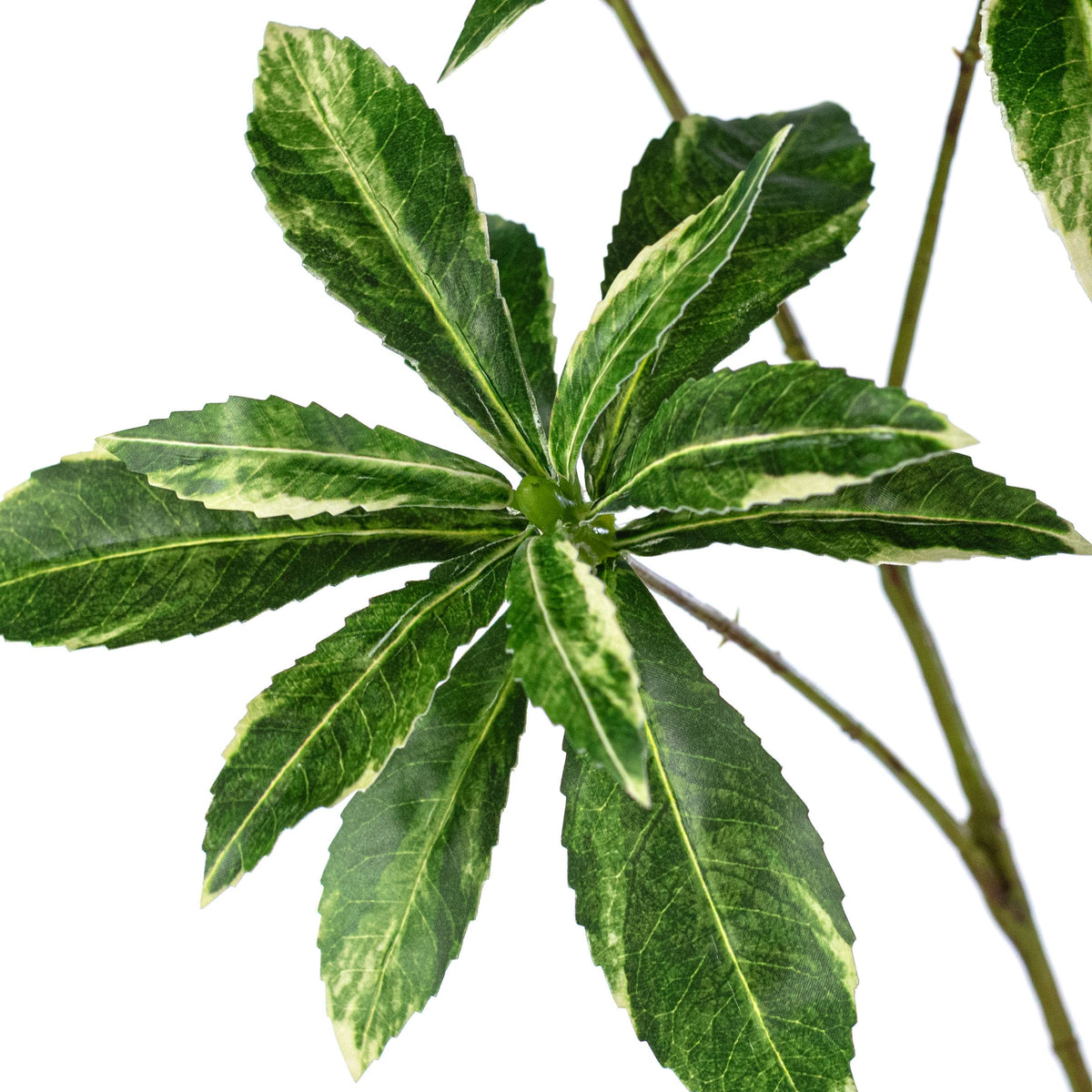 33" Schefflera Leaf Spray: Variegated Green Lifestyle Photo