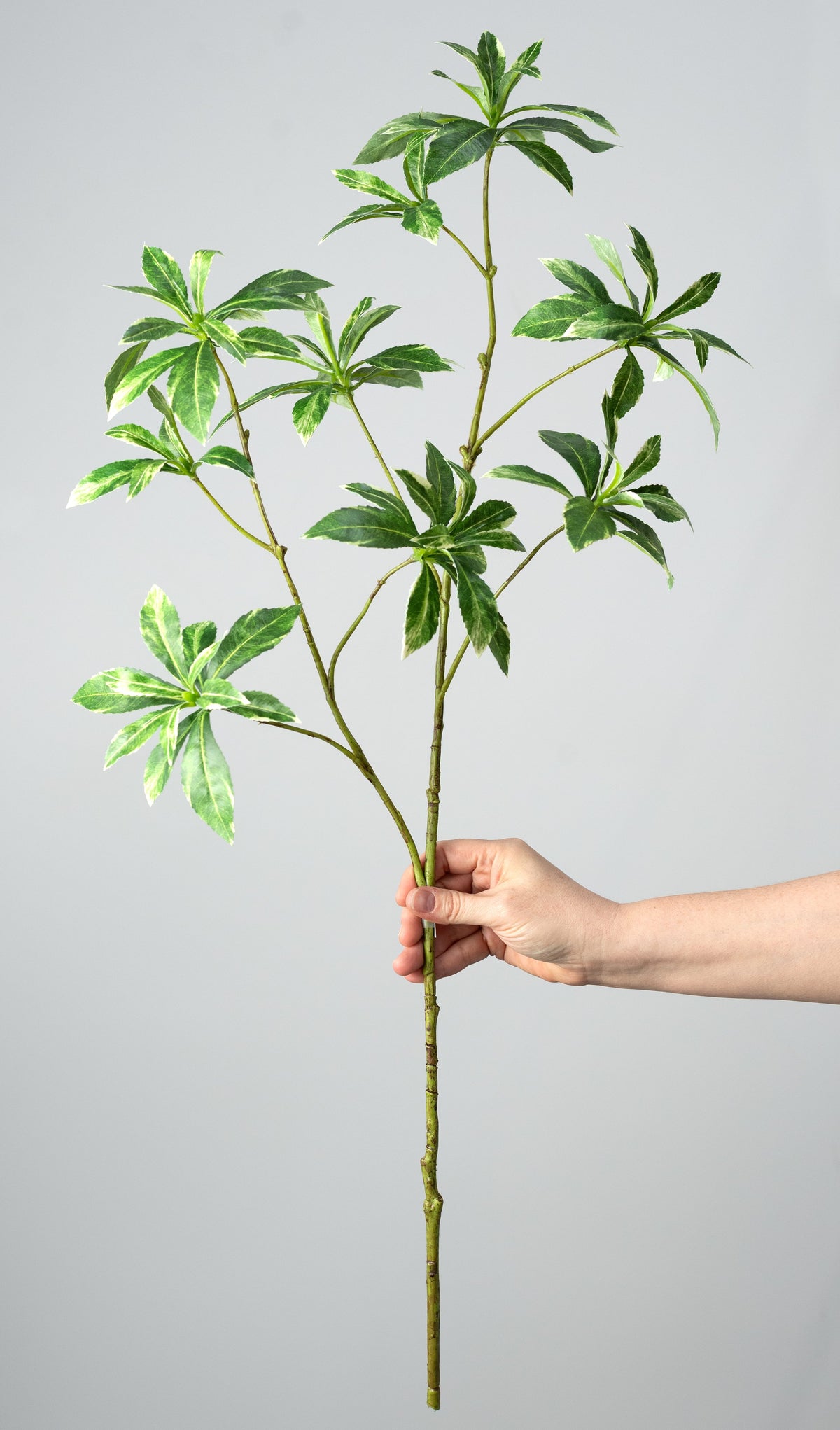 33" Schefflera Leaf Spray: Variegated Green detail photo 3