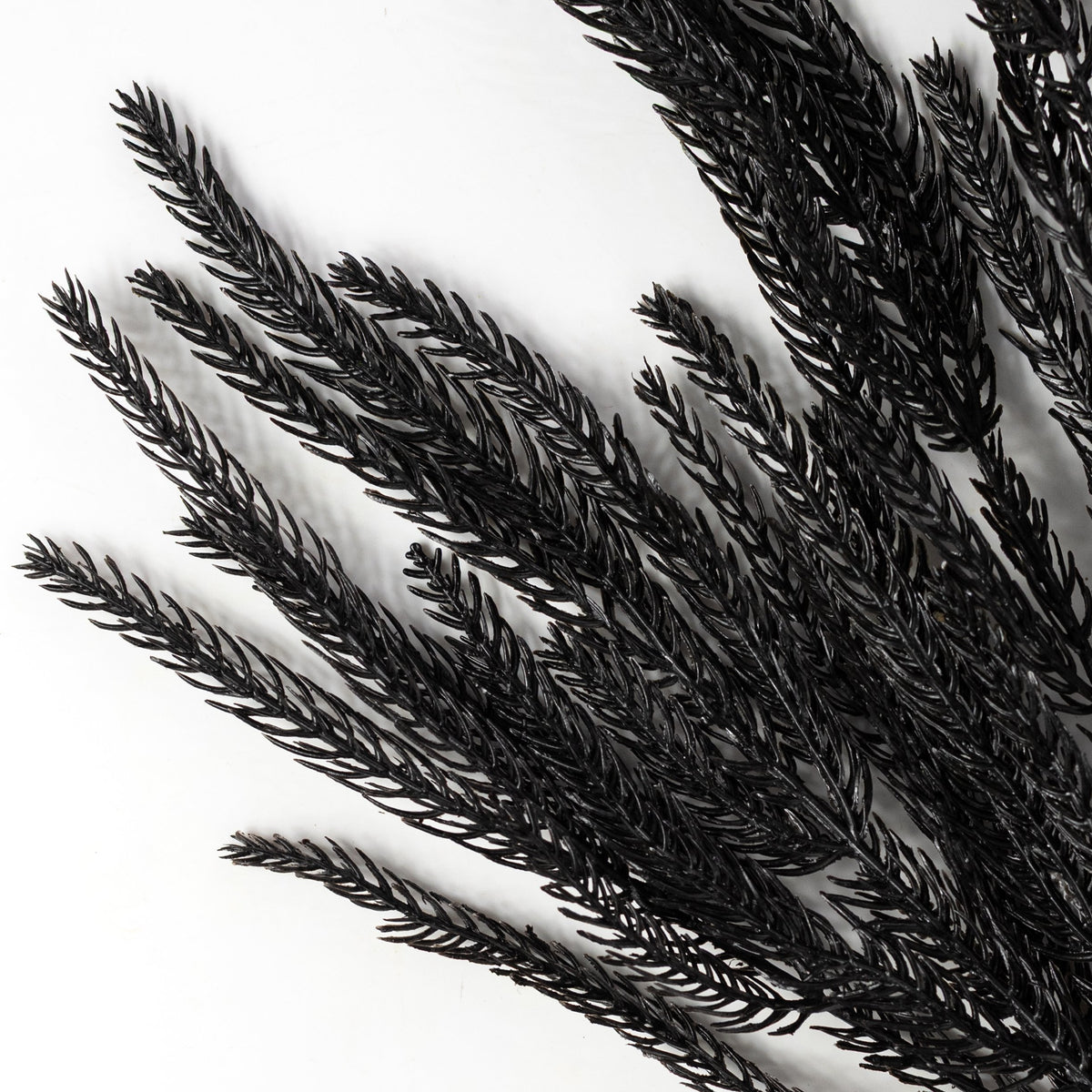 36" Wispy Norfolk Pine Spray: Black Lifestyle Photo
