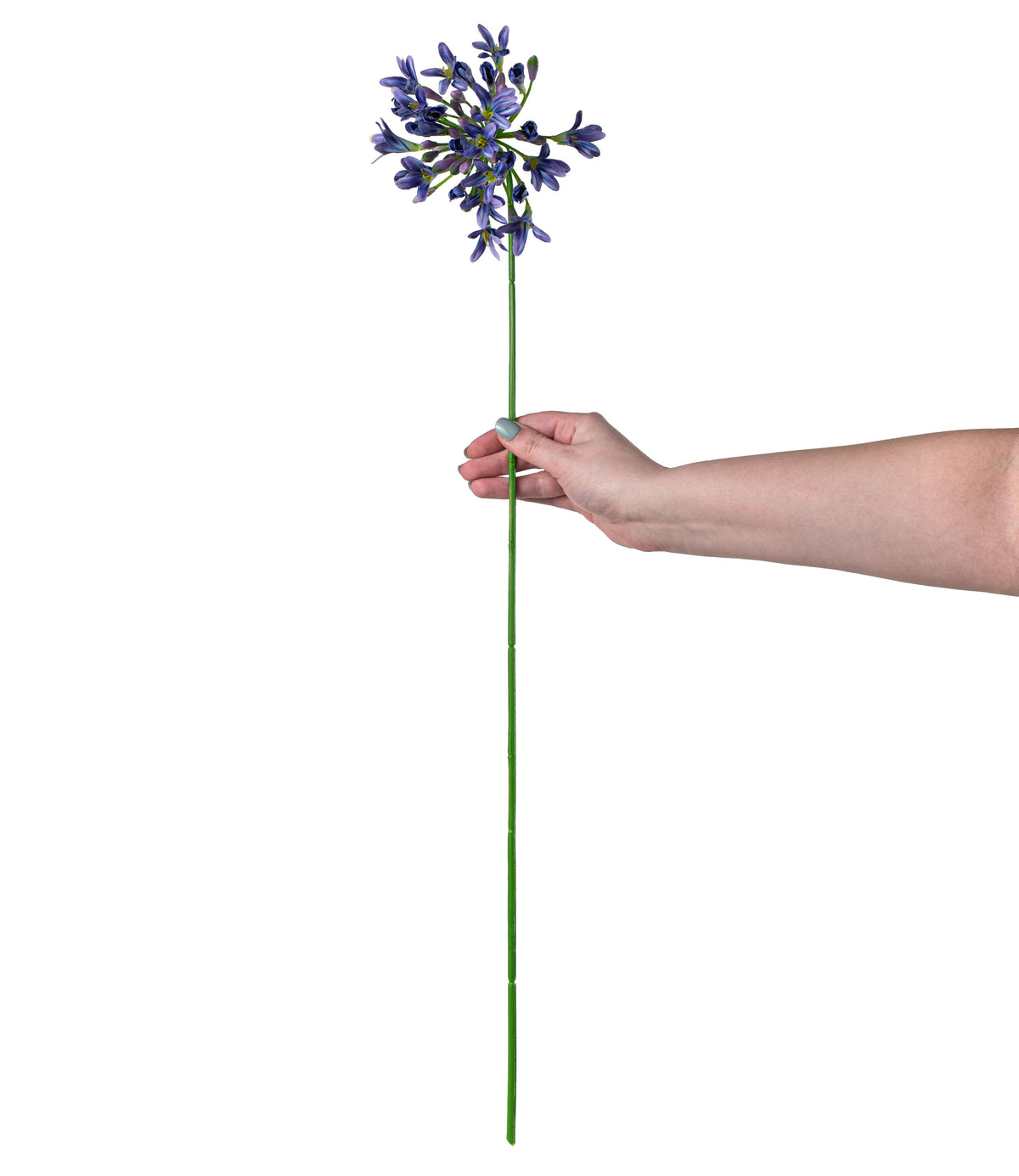 29" Agapanthus Flower Stem: Purple detail photo 3
