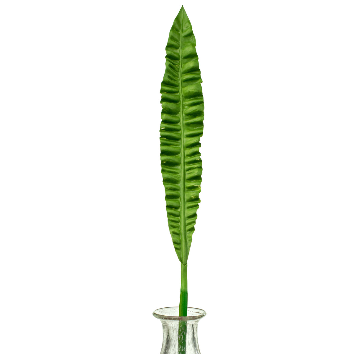 37" Bird Nest Fern Leaf Stem Item Number: 266714