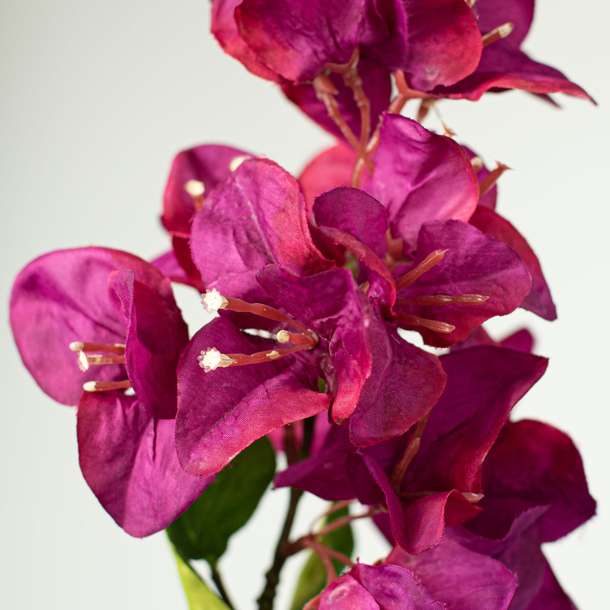 33" Bougainvillea Stem: Fuchsia Lifestyle Photo