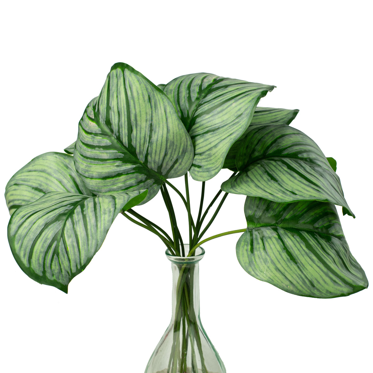 18" Calathea Houseplant Leaf Bundle Item Number: 277624
