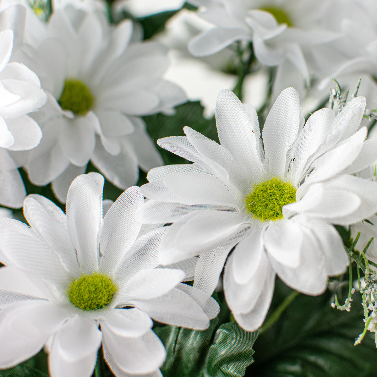 17" Colorfast Daisy Mix Bush: White Lifestyle Photo
