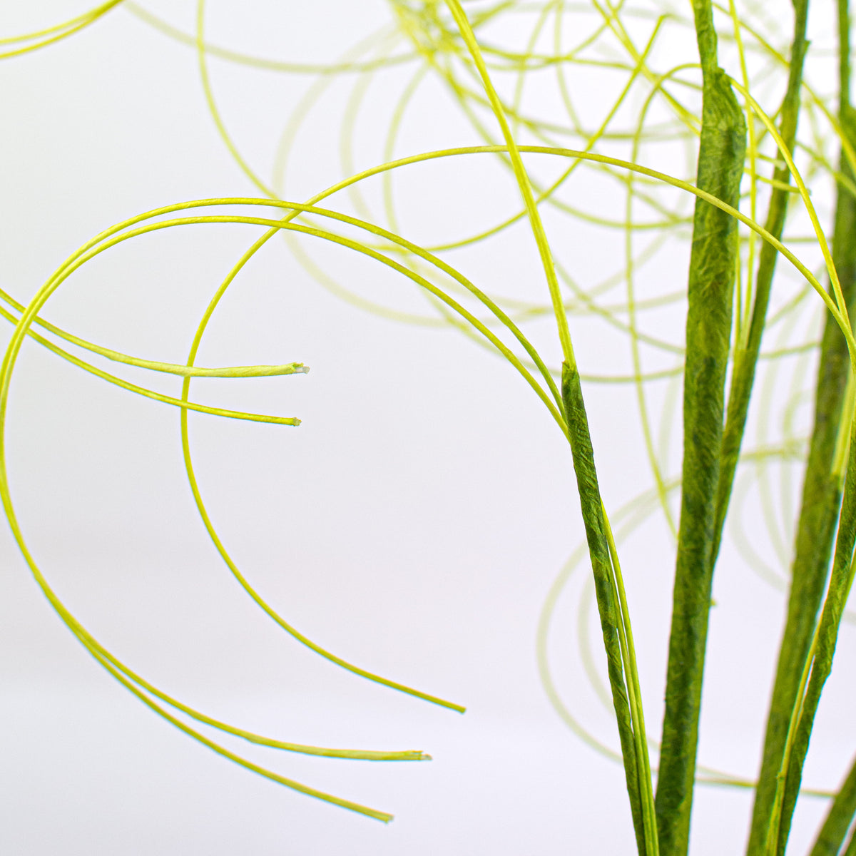 28" Curly Willow Twig: Green Lifestyle Photo