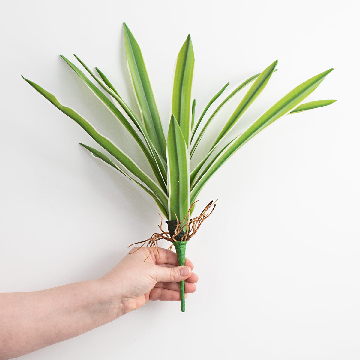14" Cymbidium Plant: Green & White detail photo 3