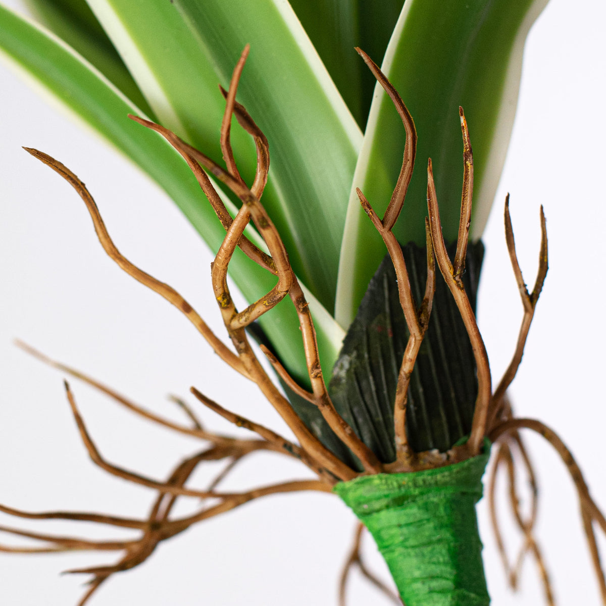 14" Cymbidium Plant: Green & White detail photo 4