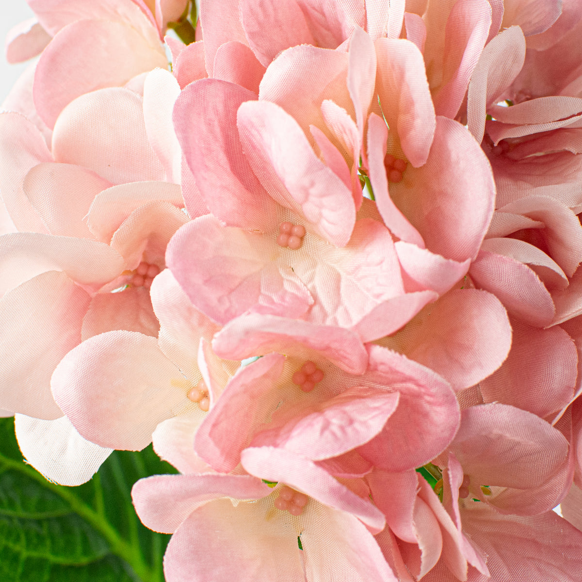 19" Deluxe Mophead Hydrangea Spray: Pink, Cream Lifestyle Photo