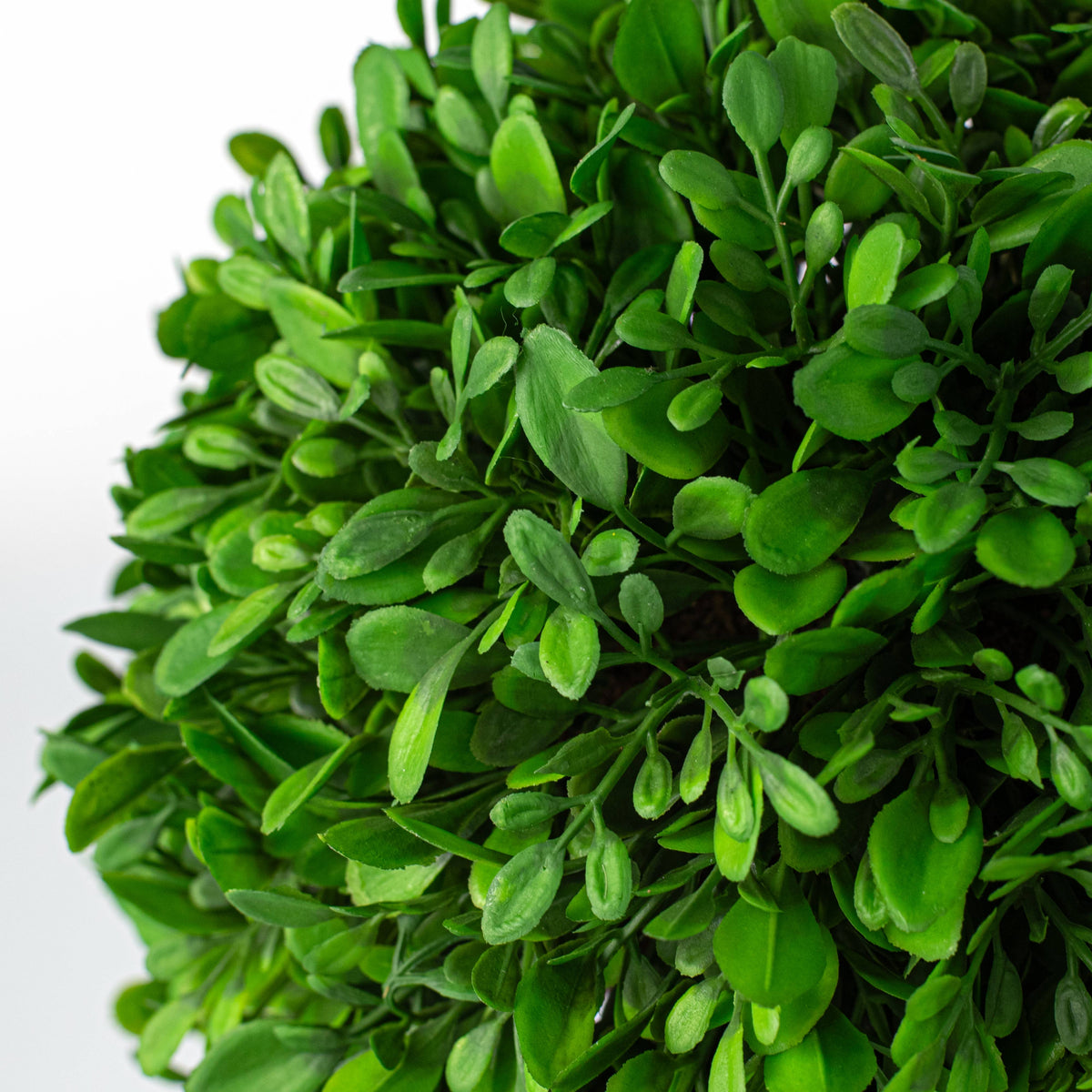 10" Evergreen Boxwood Half-Ball Sphere detail photo 4