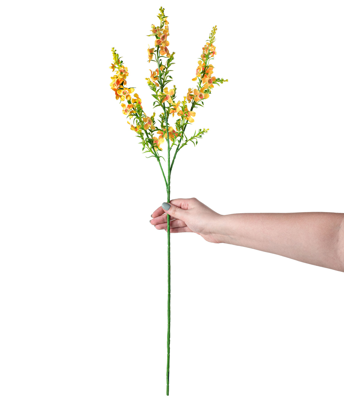 29" Genista Sweet Broom Stem: Yellow detail photo 3