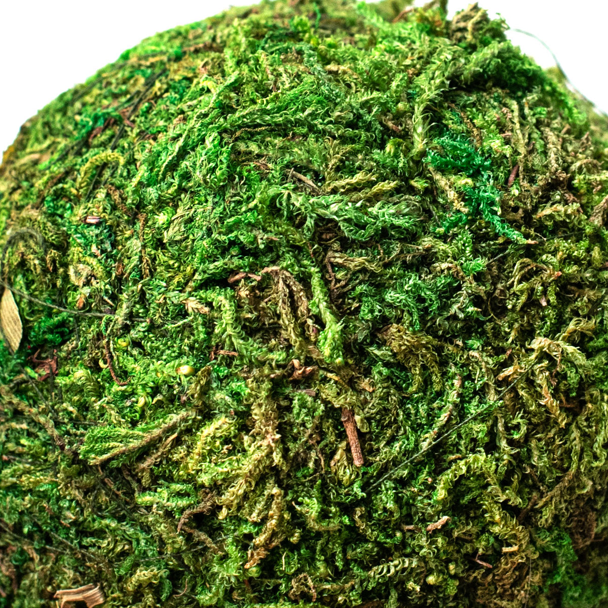 3" Green Moss Ball detail photo 4