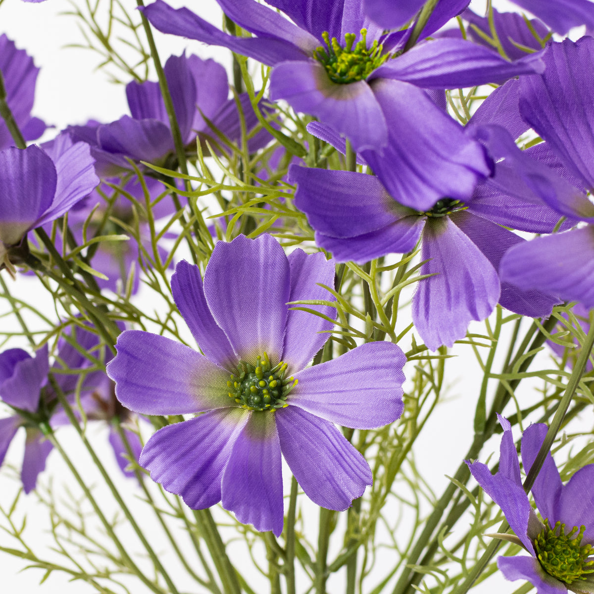 20" Garden Cosmos Bush: Lavender Purple