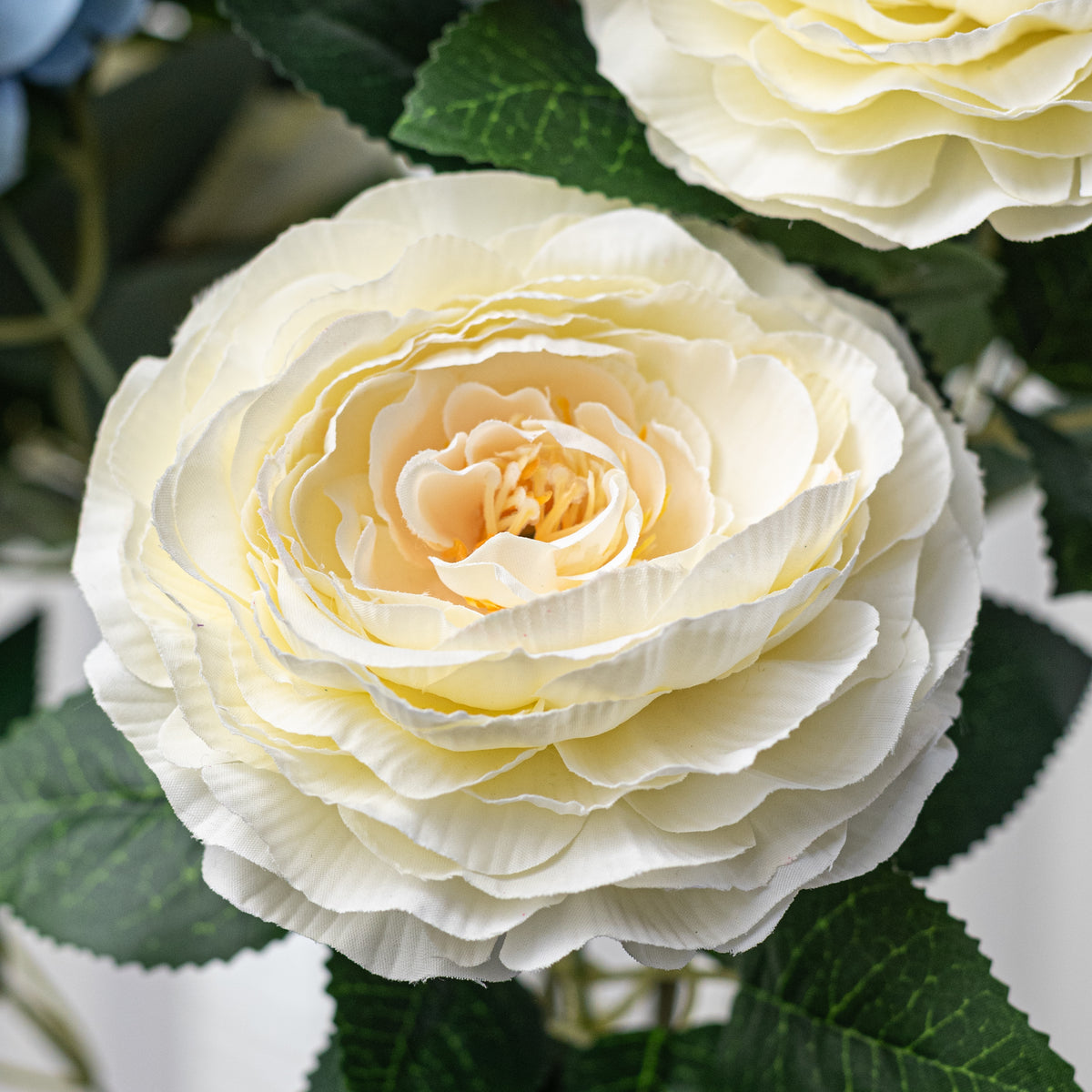 21" Ranunculus Bush: Cream & Blue Mix (12 Stem)