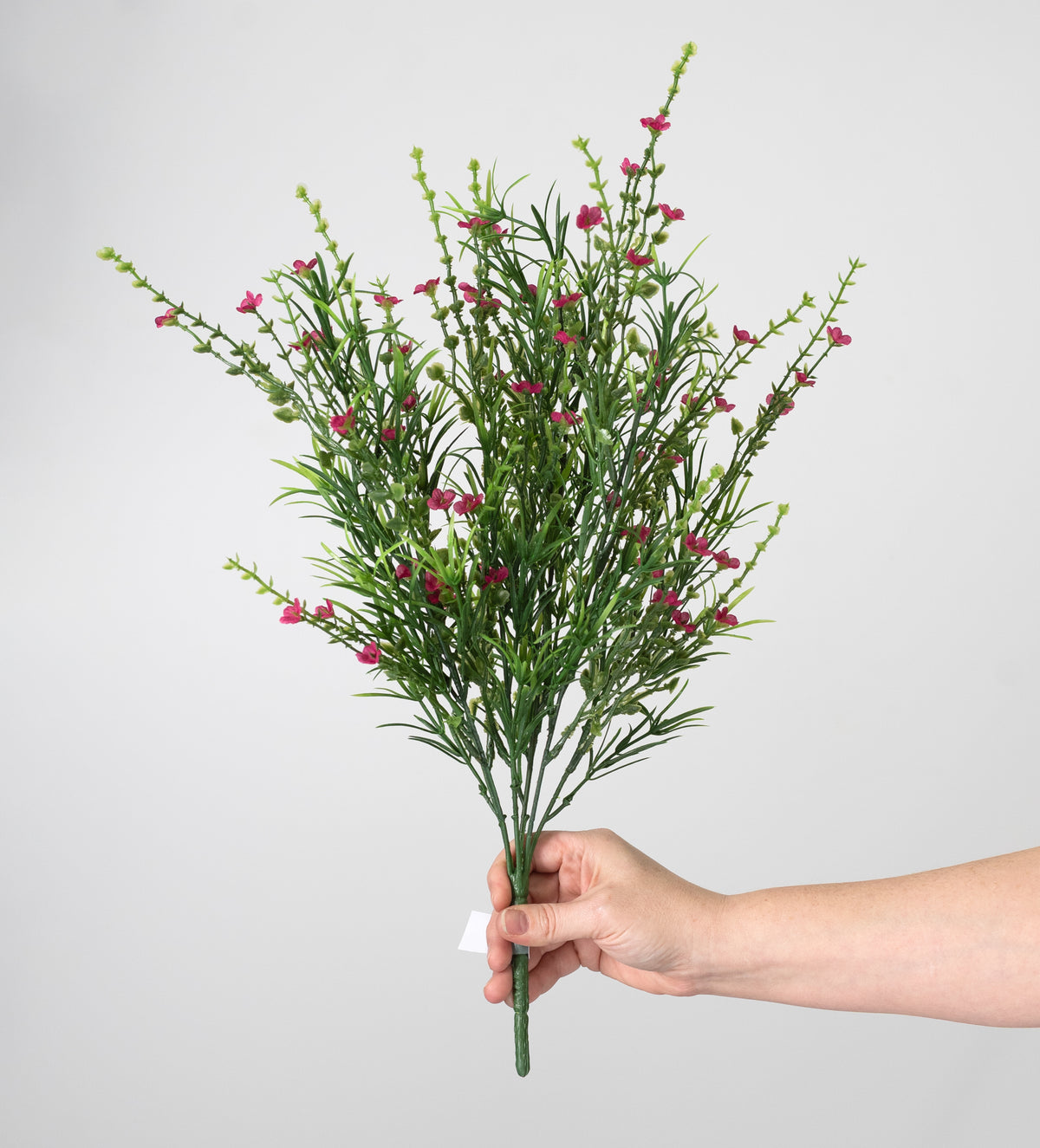 21" Mixed Forget-Me-Not Bush: Fuchsia Pink