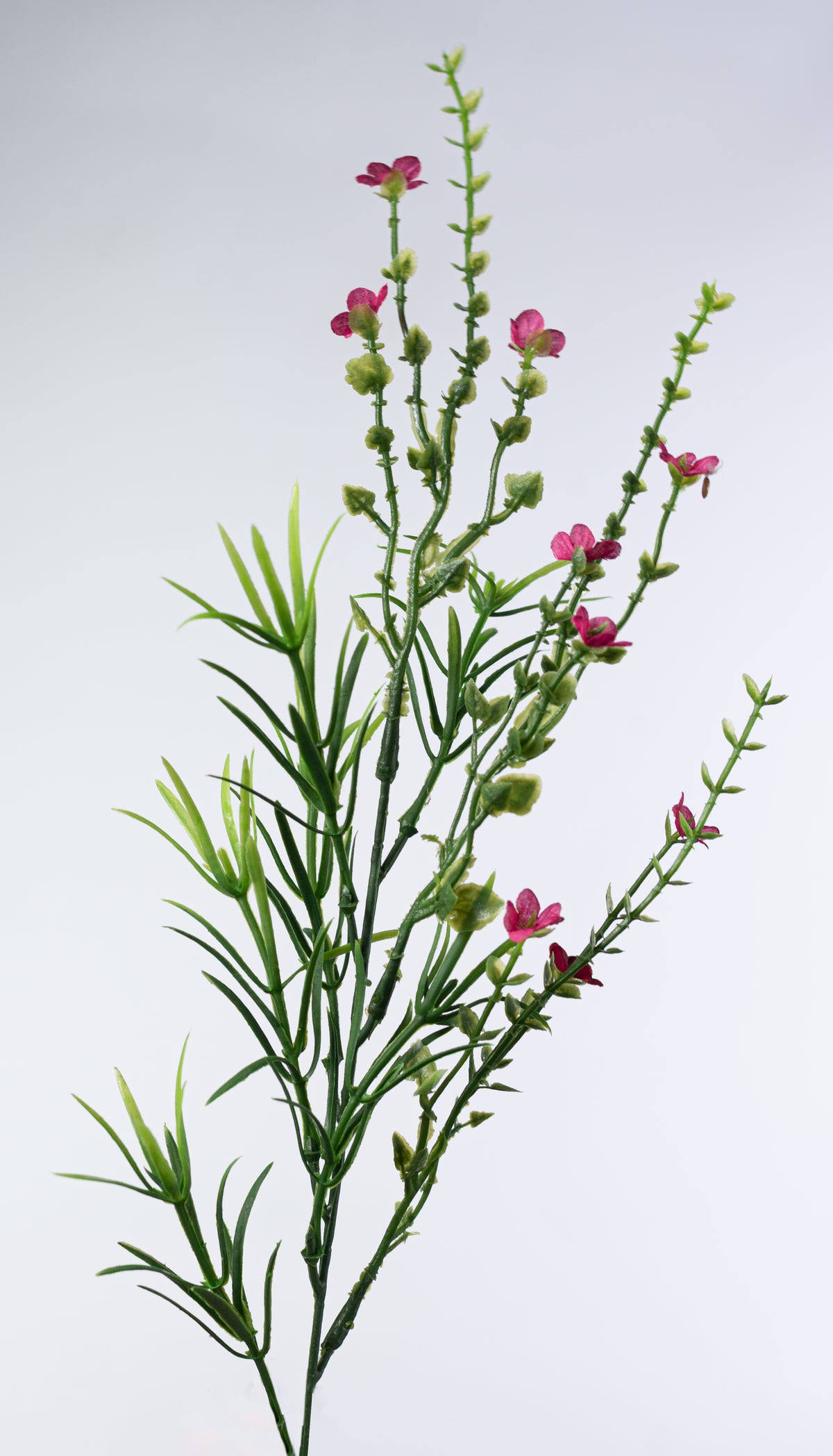 21" Mixed Forget-Me-Not Bush: Fuchsia Pink