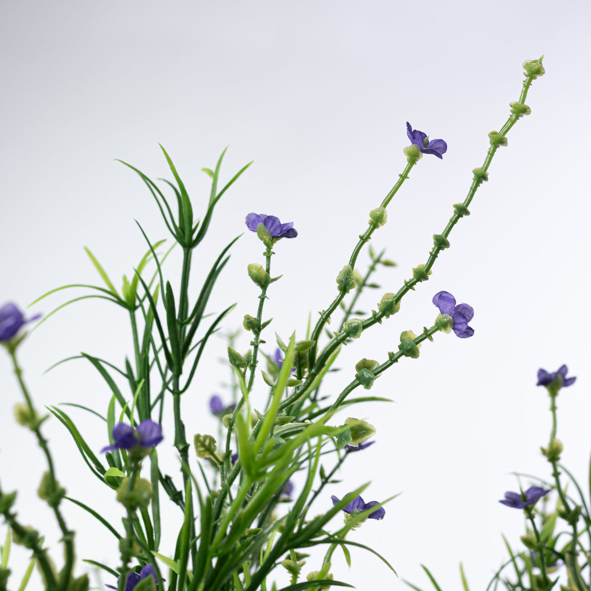 21" Mixed Forget-Me-Not Bush: Purple
