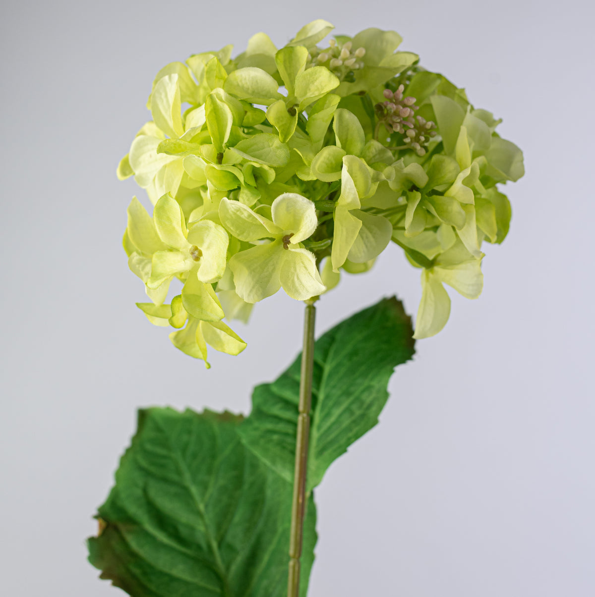 20" Hydrangea Bush: Green (5 Stem)