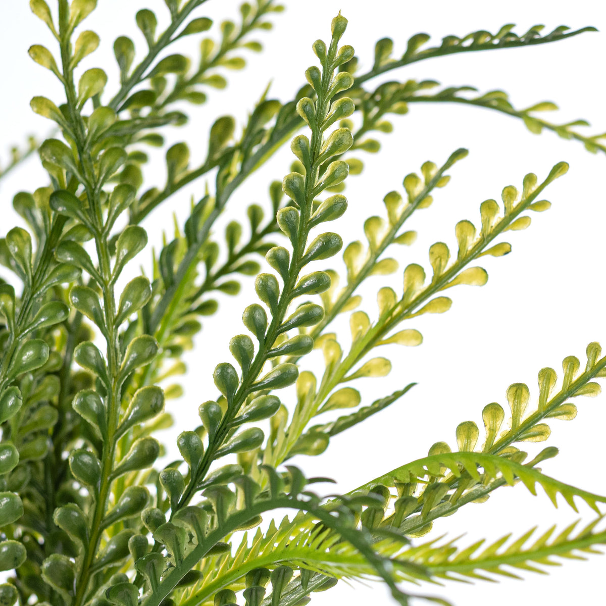19" Button Fern Bush: Two Tone Green (7 Stem)