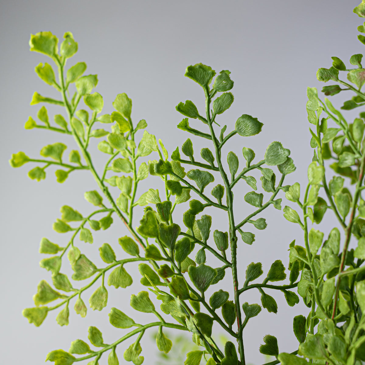 19" Soft Touch Maidenhair Fern Bush: Green