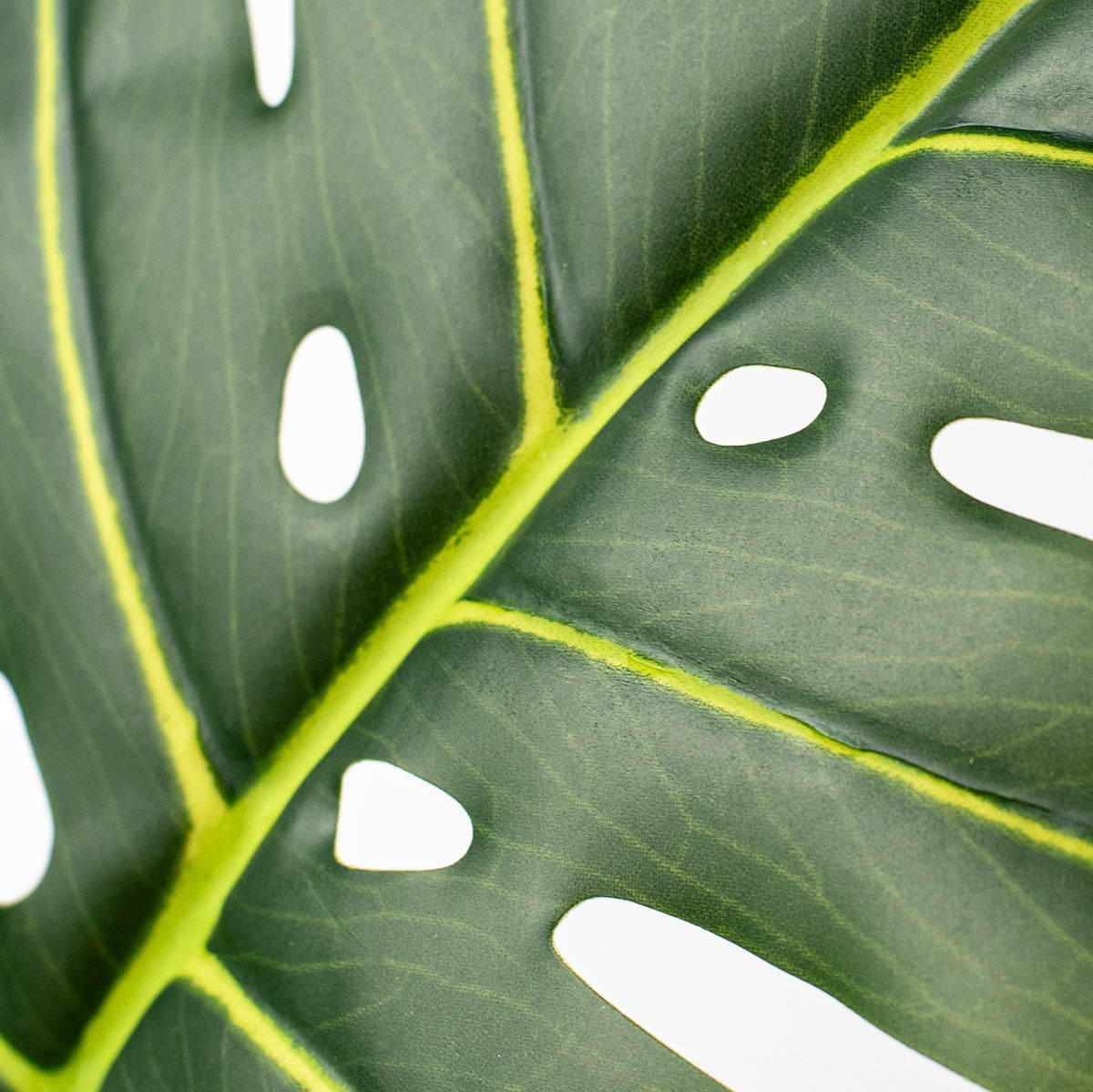 30" Large Monstera Leaf Stem Lifestyle Photo