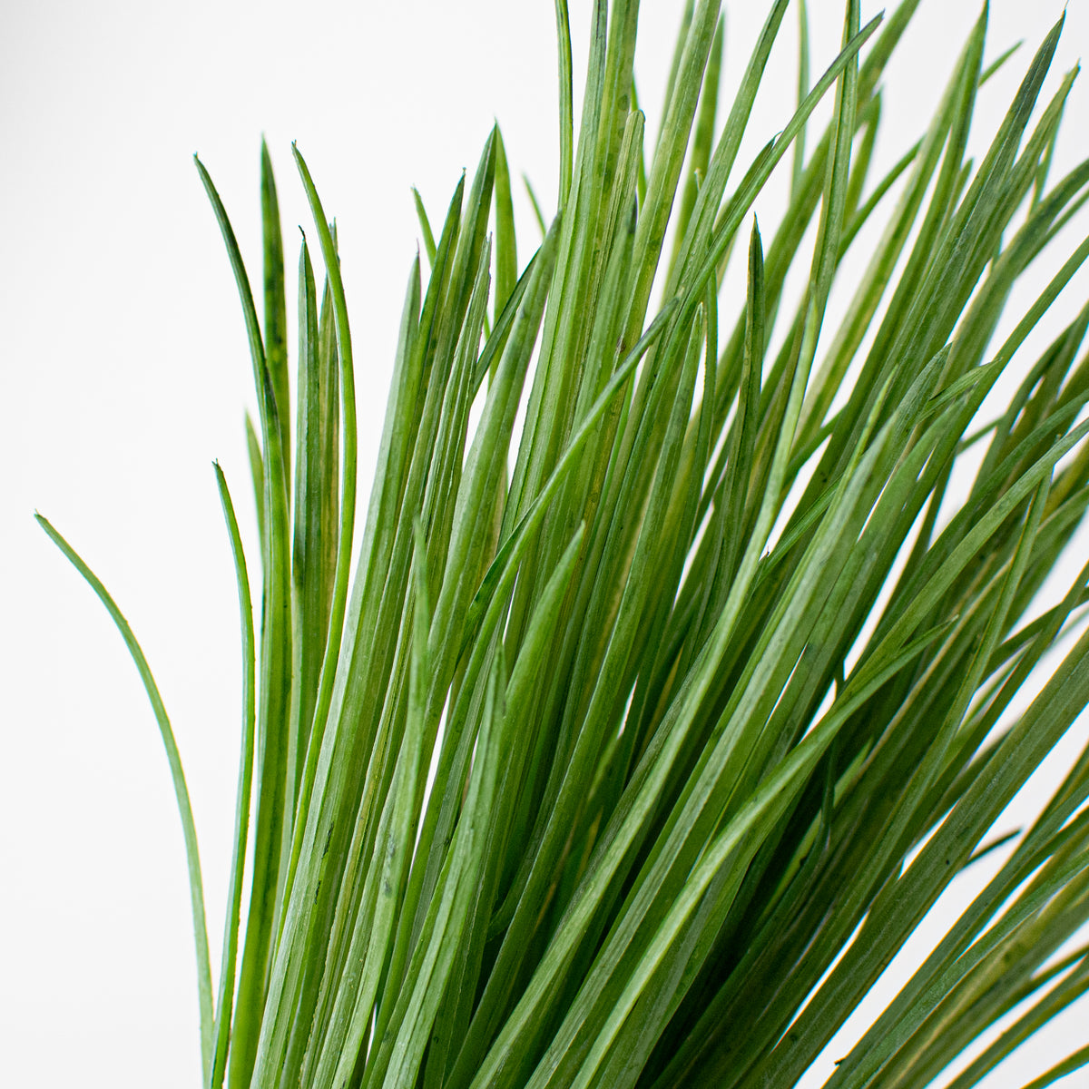 11" Monkey Grass Pick Lifestyle Photo
