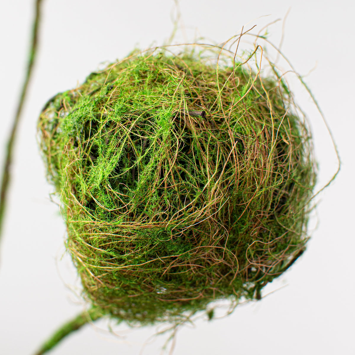 28" Moss Ball Spray Lifestyle Photo