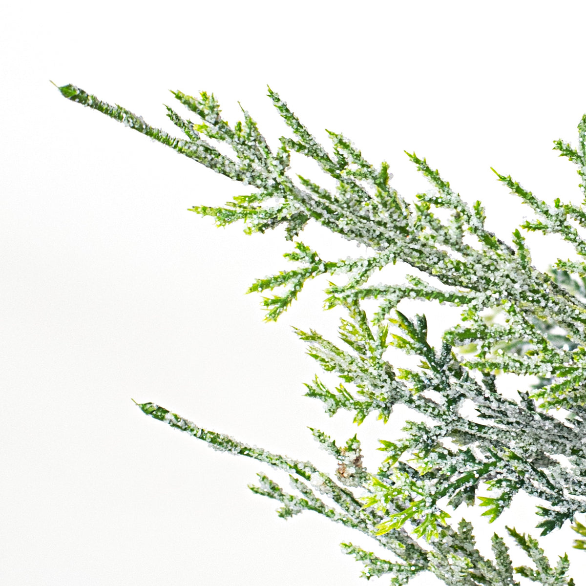 16" Pine Bush Lifestyle Photo