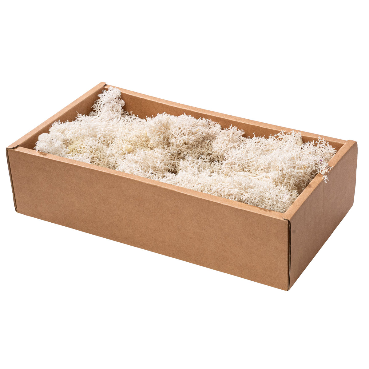 Preserved Reindeer Moss: Cream (500 Gram Box) Item Number: TT318233