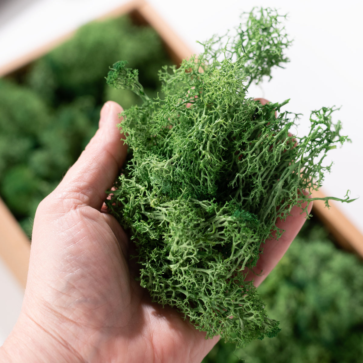 Preserved Reindeer Moss: Two-Tone Green (500 Gram Box) detail photo 3