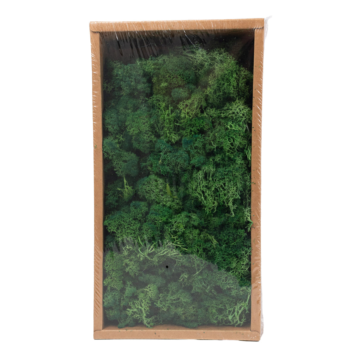 Preserved Reindeer Moss: Two-Tone Green (500 Gram Box) detail photo 4