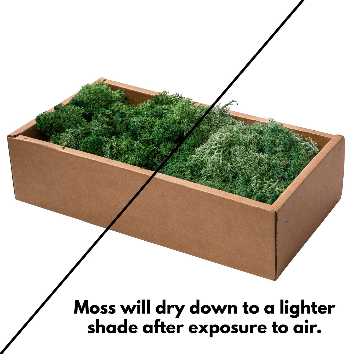 Preserved Reindeer Moss: Two-Tone Green (500 Gram Box) detail photo 5