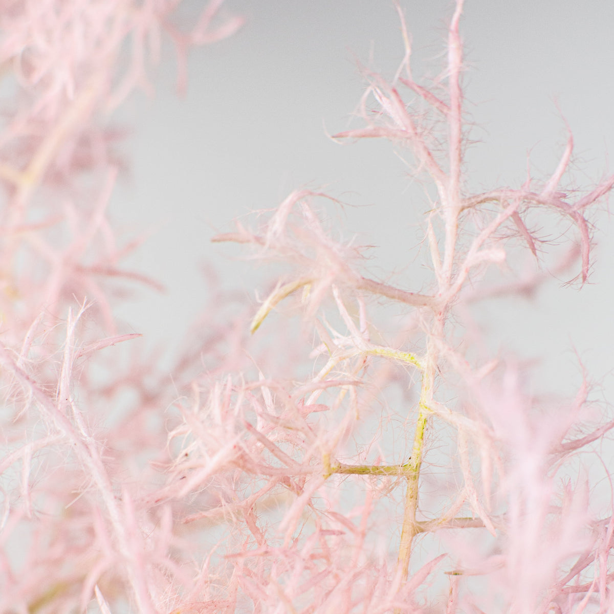 32" Smoke Tree Spray: Pink Lifestyle Photo