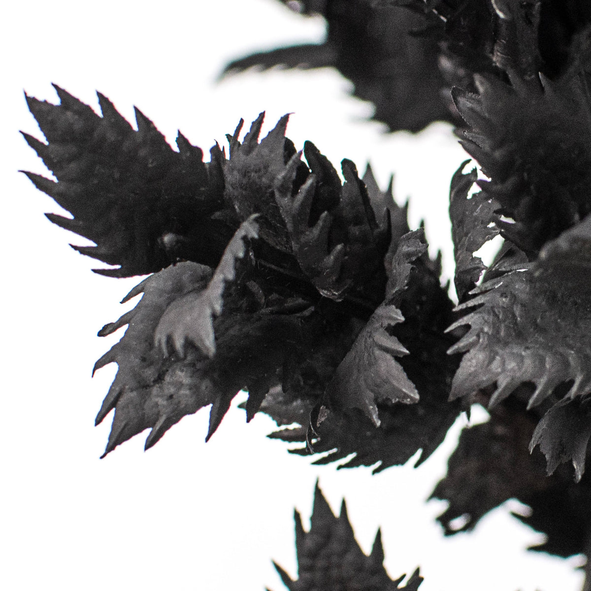 19" Spiky Thistle Leaves Bush: Black Lifestyle Photo
