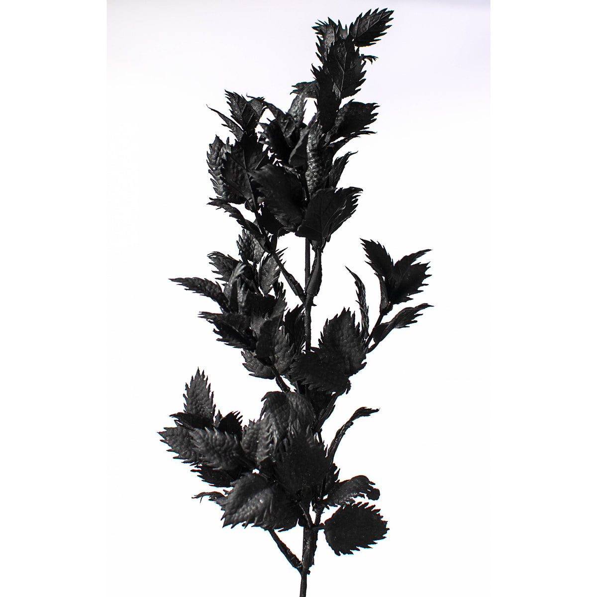 19" Spiky Thistle Leaves Bush: Black detail photo 4