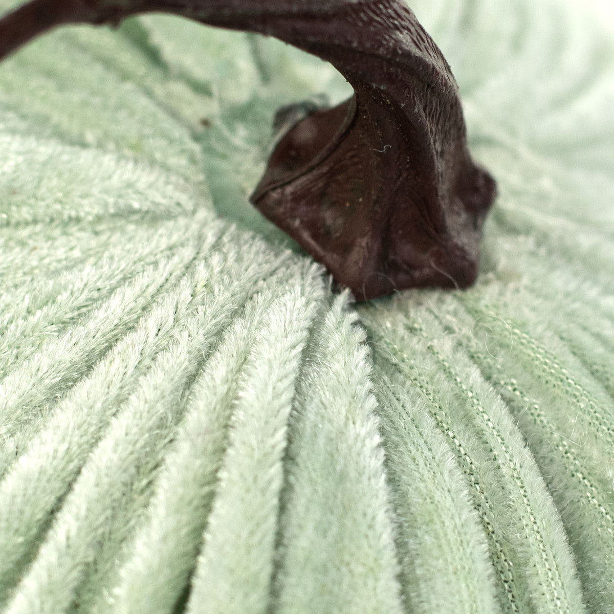 6.5" Velvet Pumpkin: Mint detail photo 3