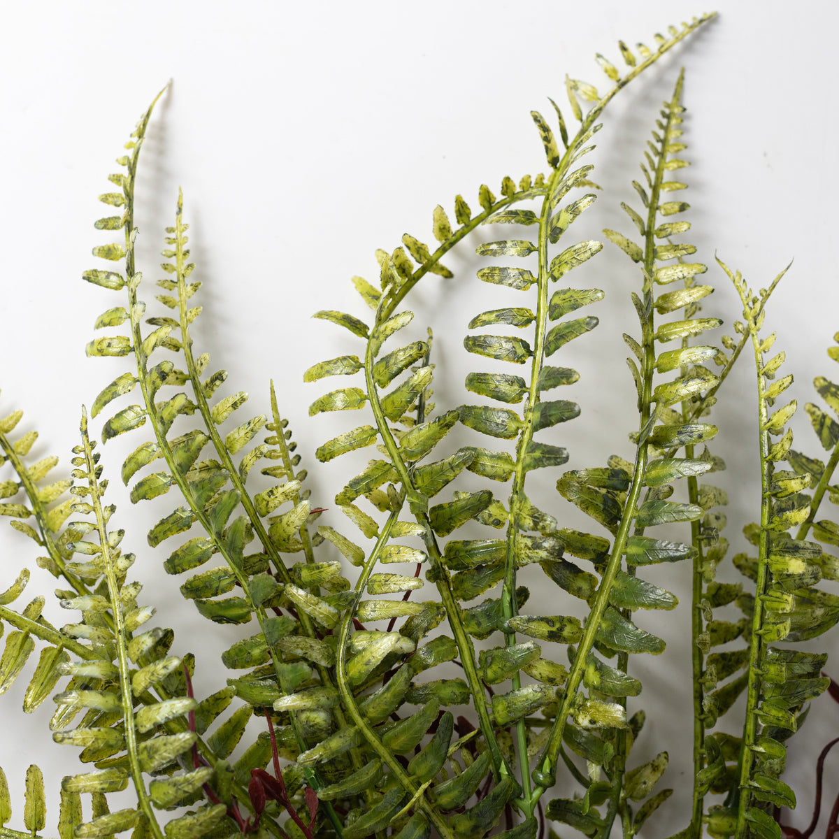 17" Fern with Vines Bush: Variegated Green Lifestyle Photo
