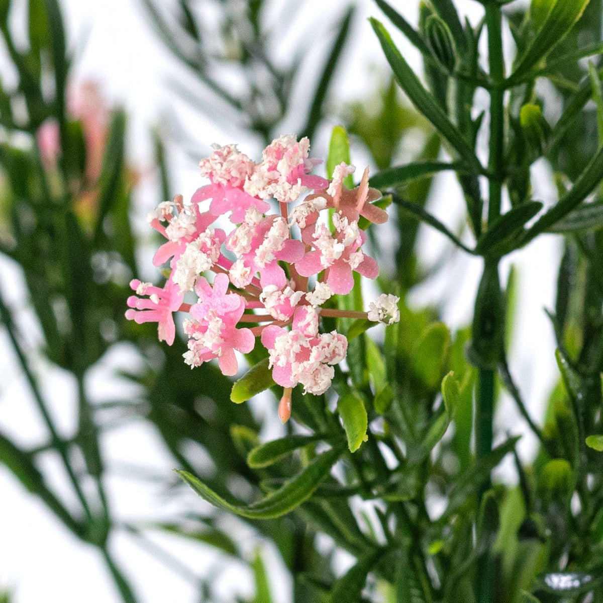 18" Plastic Flowering Sedum Leaves Bush: Pink (7 Stem) Lifestyle Photo