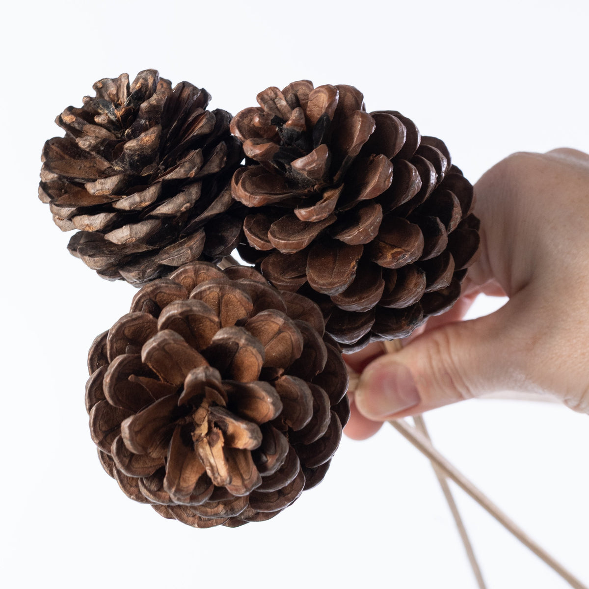 21" Medium Pinecones on Bamboo Picks (Pack of 10) detail photo 4