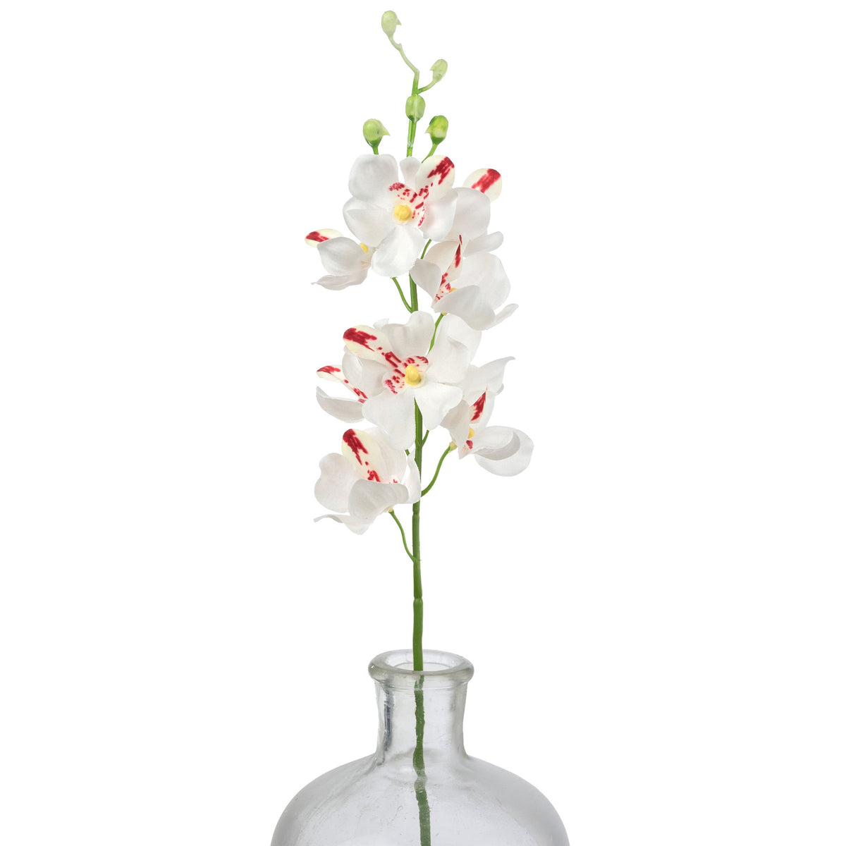 22" Mokara Orchid Stem: Cream White Item Number: 64051CM
