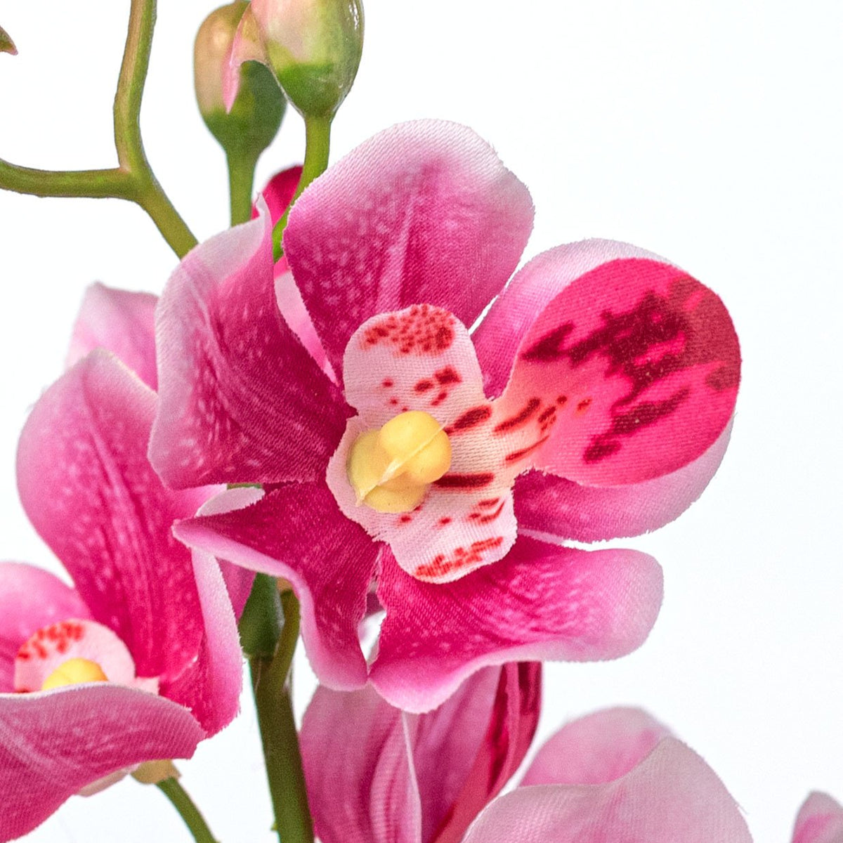 22" Mokara Orchid Stem: Fuchsia Pink Lifestyle Photo