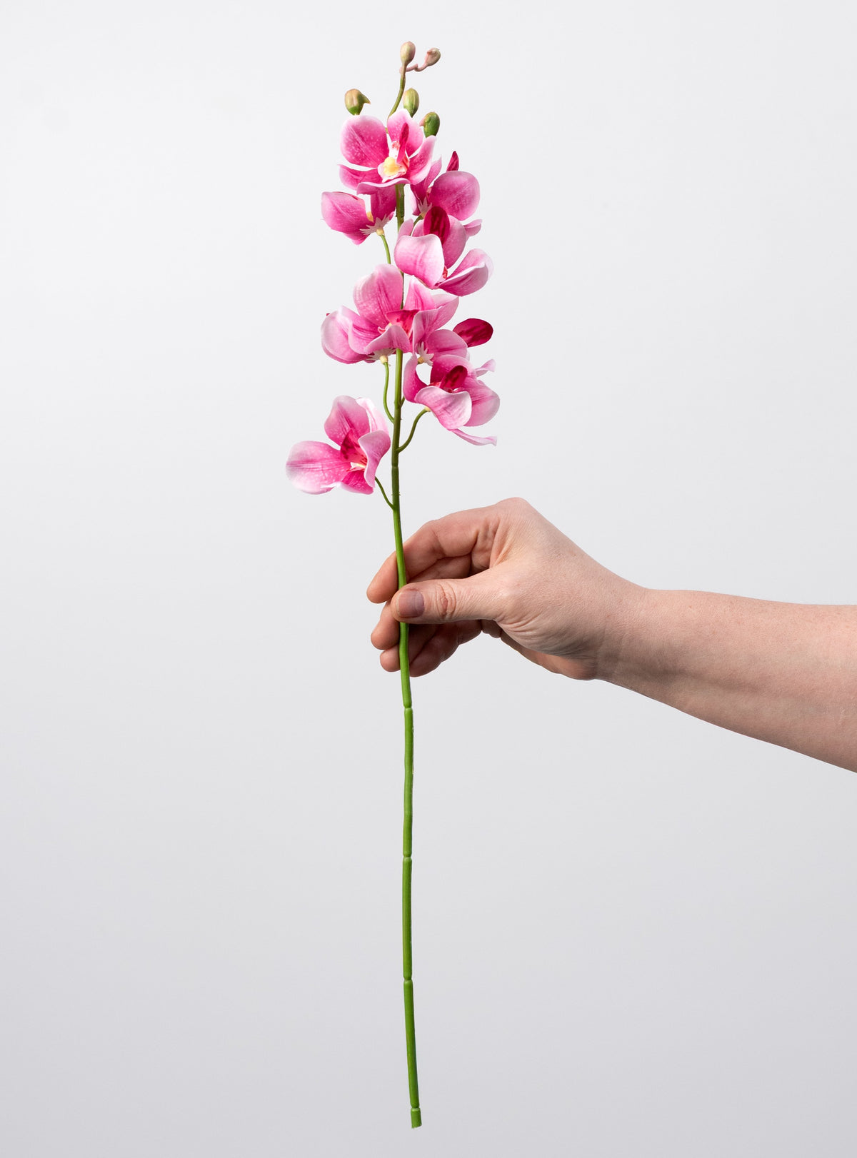 22" Mokara Orchid Stem: Fuchsia Pink detail photo 3