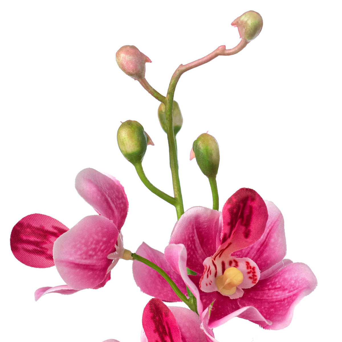 22" Mokara Orchid Stem: Fuchsia Pink detail photo 4